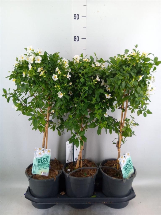 <h4>Lycianthes ran. 'Charles White'</h4>