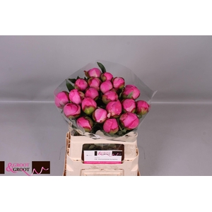 Paeonia Dr. Alexander Fleming | Heavy Quality