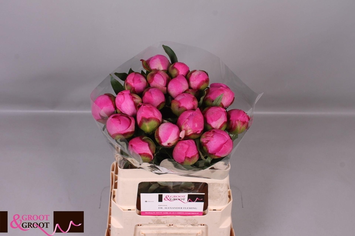 <h4>Paeonia Dr. Alexander Fleming | Heavy Quality</h4>