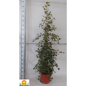 FICUS DELTOIDEA