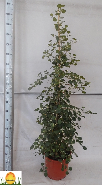 <h4>FICUS DELTOIDEA</h4>