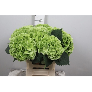 Hydr Cl M Royal Princes Groen