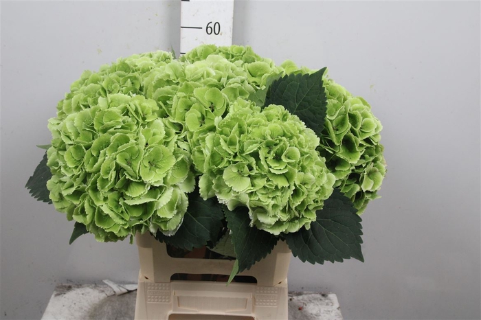 <h4>Hydr Cl M Royal Princes Groen</h4>