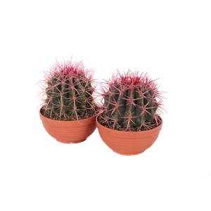 Ferocactus stainesii 19 cm