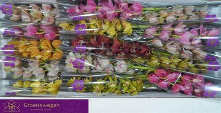 <h4>Cymb Mi Gem</h4>