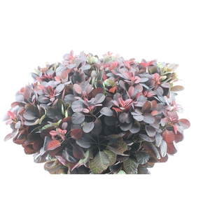 Cotinus Royal Purple