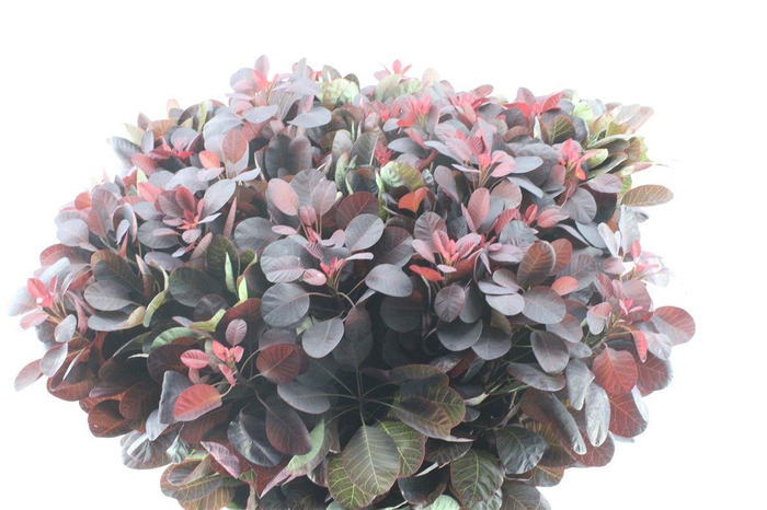 <h4>Cotinus Royal Purple</h4>