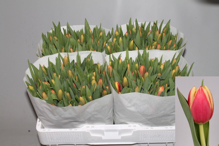 <h4>TU EN LEEN VD MARK</h4>