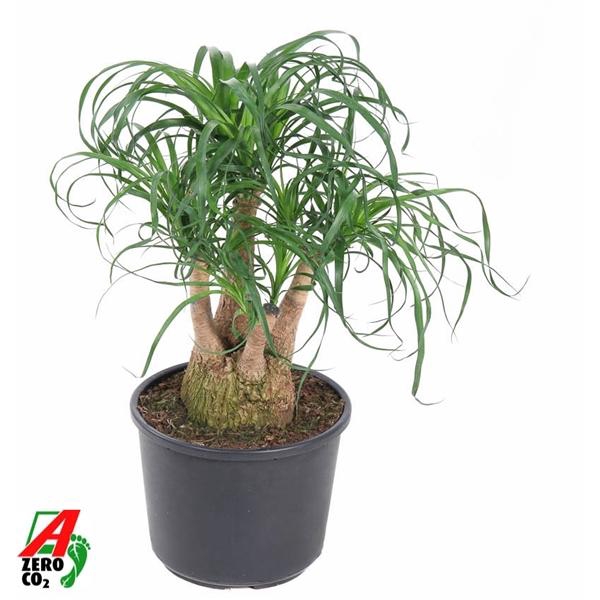 Beaucarnea vertakt P27 - 1ft
