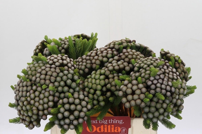 <h4>BRUN ALBIFLORA</h4>