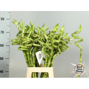 Drac Bamboo Spiraal 70 Cm