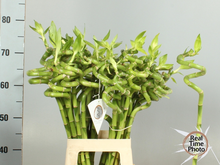 <h4>Drac S Lucky Bamboo</h4>