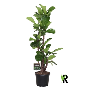 Ficus lyrata