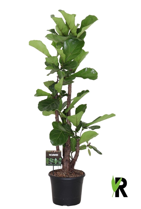 Ficus lyrata