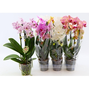 PHAL EL CASCADE