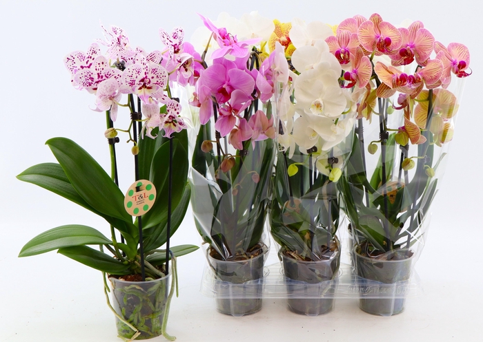 PHAL EL CASCADE