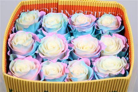 <h4>Rosa GR  ...colored  H%</h4>