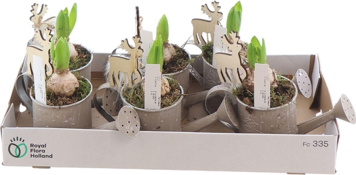 <h4>Arr Hyacinth In Gieter Zink</h4>