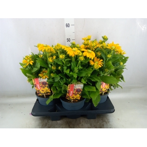 Rudbeckia   ...