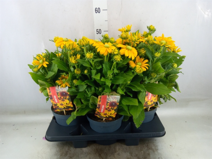 <h4>Rudbeckia   ...</h4>