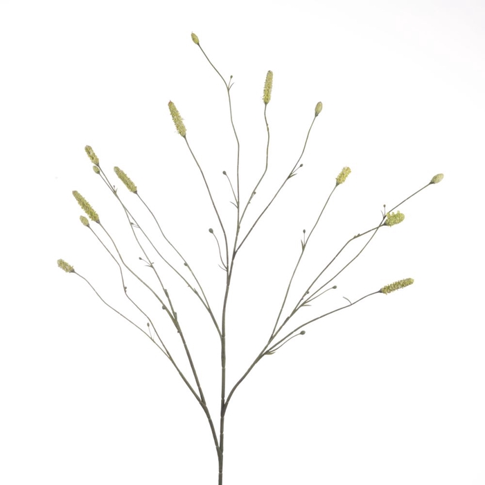 <h4>Af Sanguisorba L109cm Green</h4>