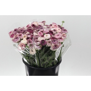 Ran El White Stripes