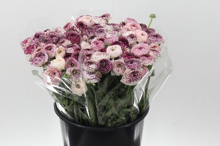 <h4>Ran El White Stripes</h4>