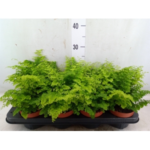 Adiantum raddi. 'Fritz-Luthi'