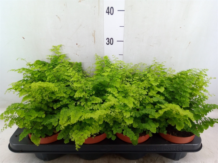 <h4>Adiantum raddi. 'Fritz-Luthi'</h4>