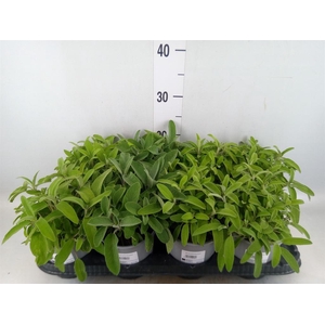 Salvia officinalis