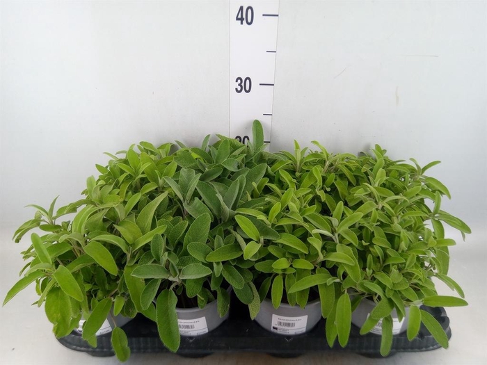 <h4>Salvia officinalis</h4>