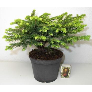 PICEA ABIES P13