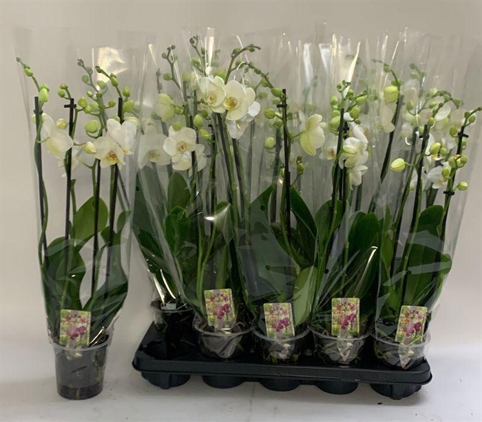 <h4>Phal Ov Wit</h4>