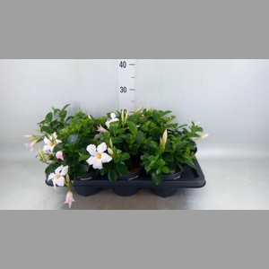 Mandevilla am. 'Sundav White'