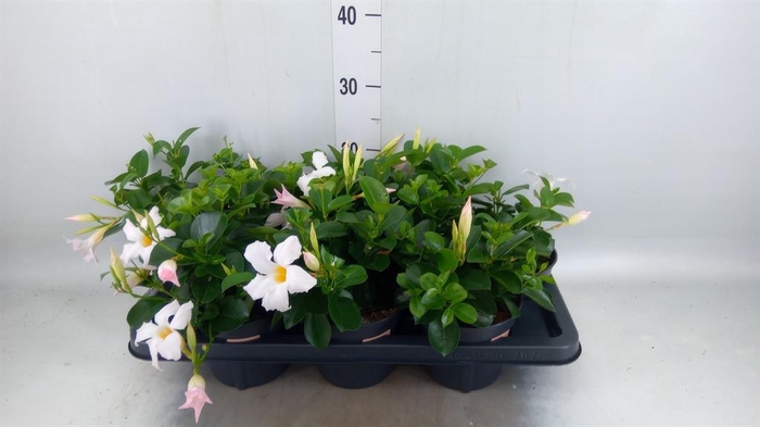 <h4>Mandevilla am. 'Sundav White'</h4>