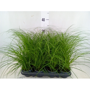 Carex brunnea