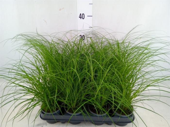 <h4>Carex brunnea</h4>