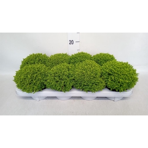 Hebe  'Emerald Gem'