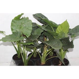 ALOCASIA P14
