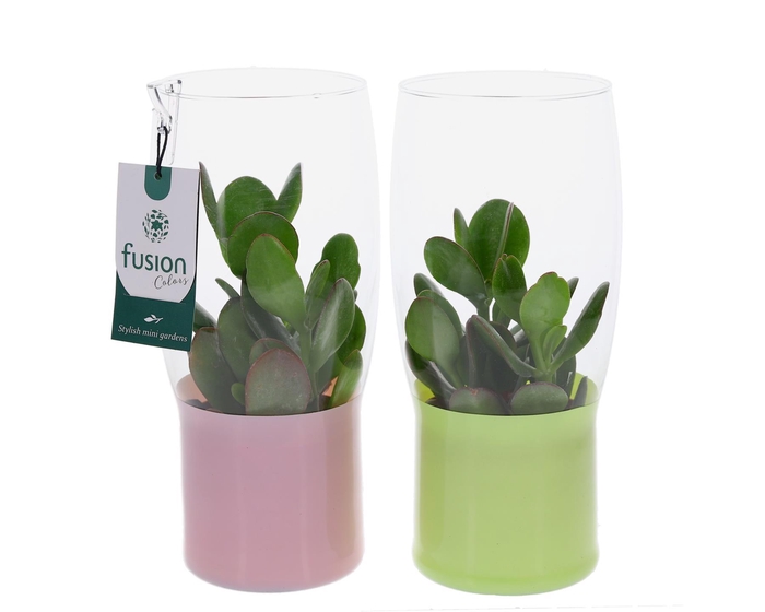 <h4>Green Bottle Tulp vaas klein met Succulent</h4>