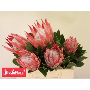PROTEA CY MADIBA
