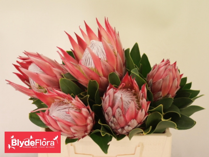 <h4>PROTEA CY MADIBA</h4>