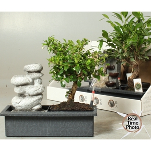 BONSAI GEM