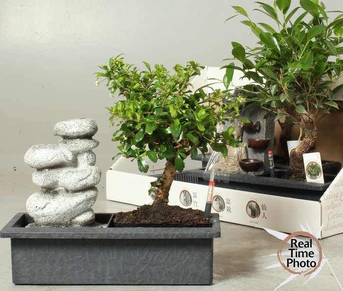 <h4>BONSAI GEM</h4>
