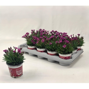 DIAN PICTURE PERFECT