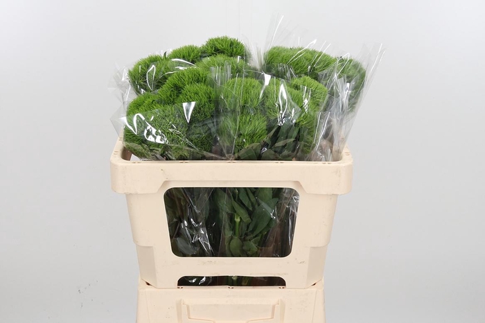 <h4>Di Barb Kiwi Mellow</h4>