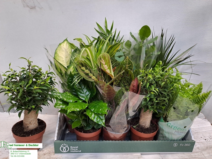 <h4>KAMERPL GEM OV</h4>