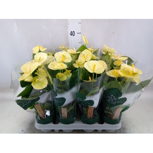 Anthurium andr. 'Vanilla'
