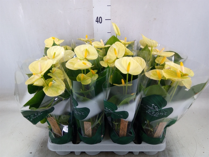 <h4>Anthurium andr. 'Vanilla'</h4>