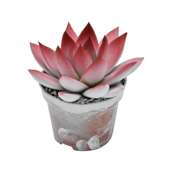 <h4>Echeveria bicoloured White/Red</h4>